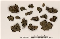 藏品(綿毛鱗葉衣)的圖片